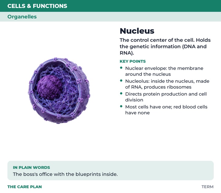 Back of the Nucleus card