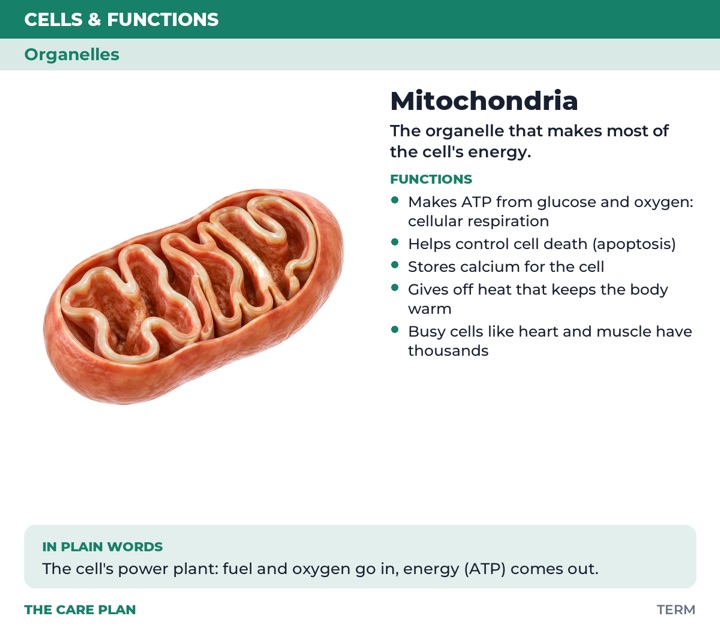 Back of the Mitochondria card