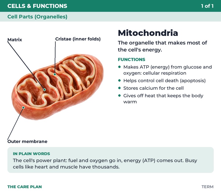 Back of the Mitochondria flashcard