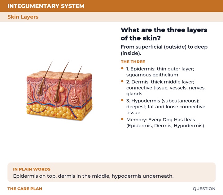 Back of the What are the three layers of the skin? card